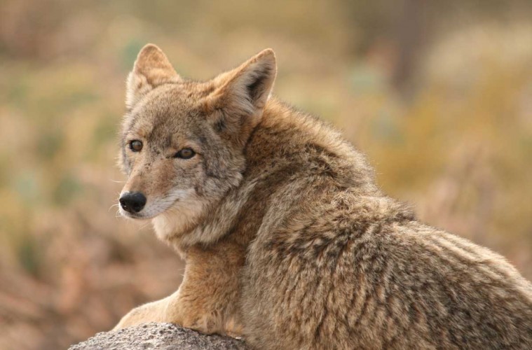 Living With Coyotes Learn From An Expert Nov 19 At Knoch