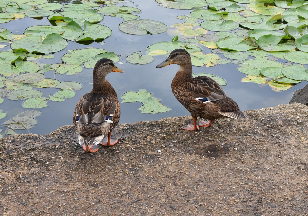 two-ducks.jpg