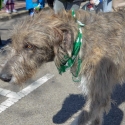 St.-Patrick-Parade-0200-March-10-2018-2