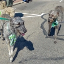 St.-Patrick-Parade-0238-March-10-2018-2