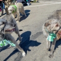 St.-Patrick-Parade-0241-March-10-2018-2