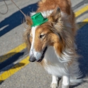 St.-Patrick-Parade-0303-March-10-2018-2