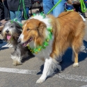 St.-Patrick-Parade-0382-March-10-2018-2
