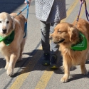St.-Patrick-Parade-0399-March-10-2018