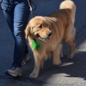 St.-Patrick-Parade-0402-March-10-2018