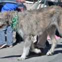 St.-Patrick-Parade-5591-March-10-2018